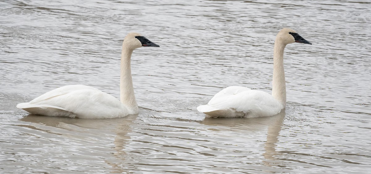 Trumpeter Swan - Yannick Fleury