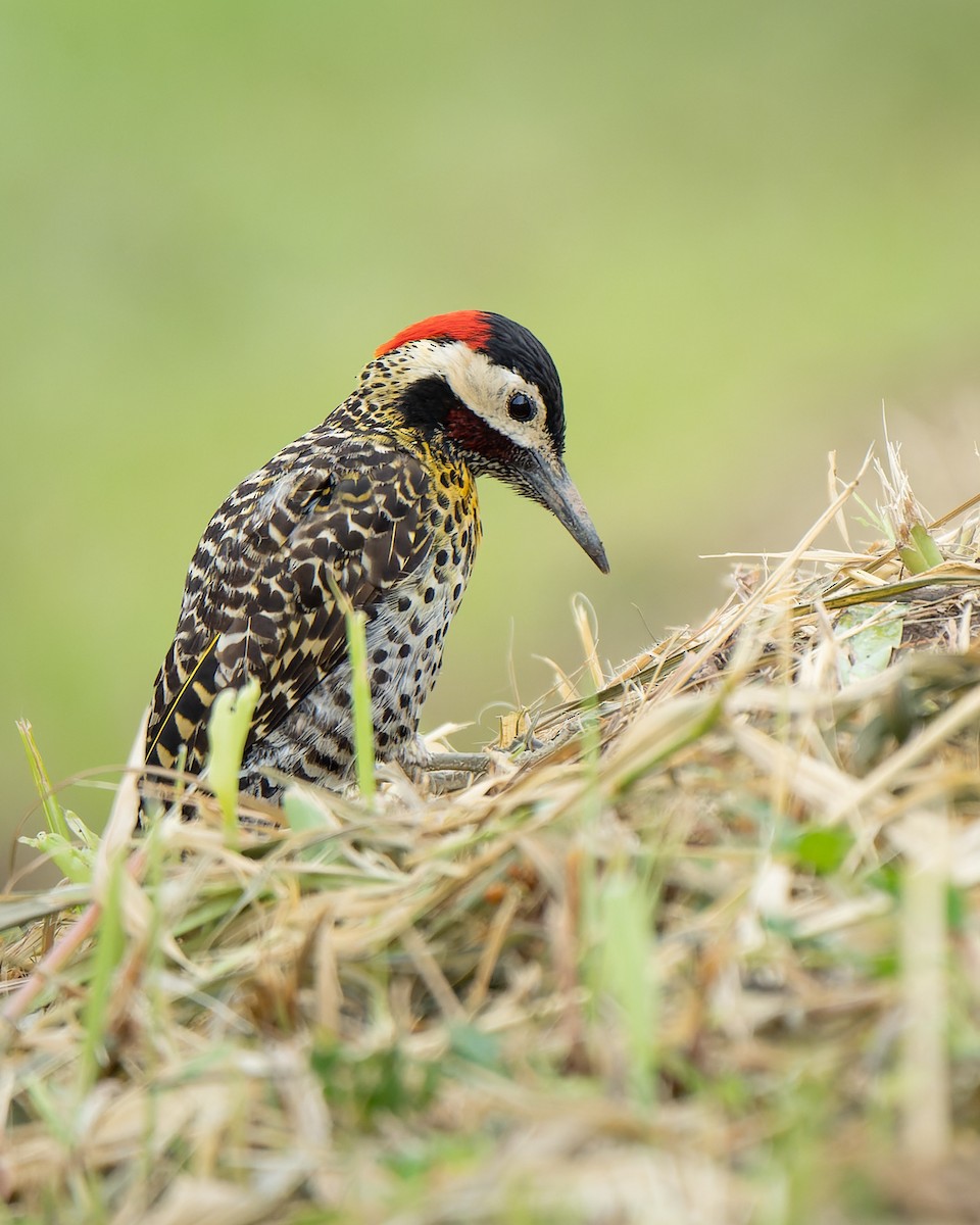 Green-barred Woodpecker - ML616993666