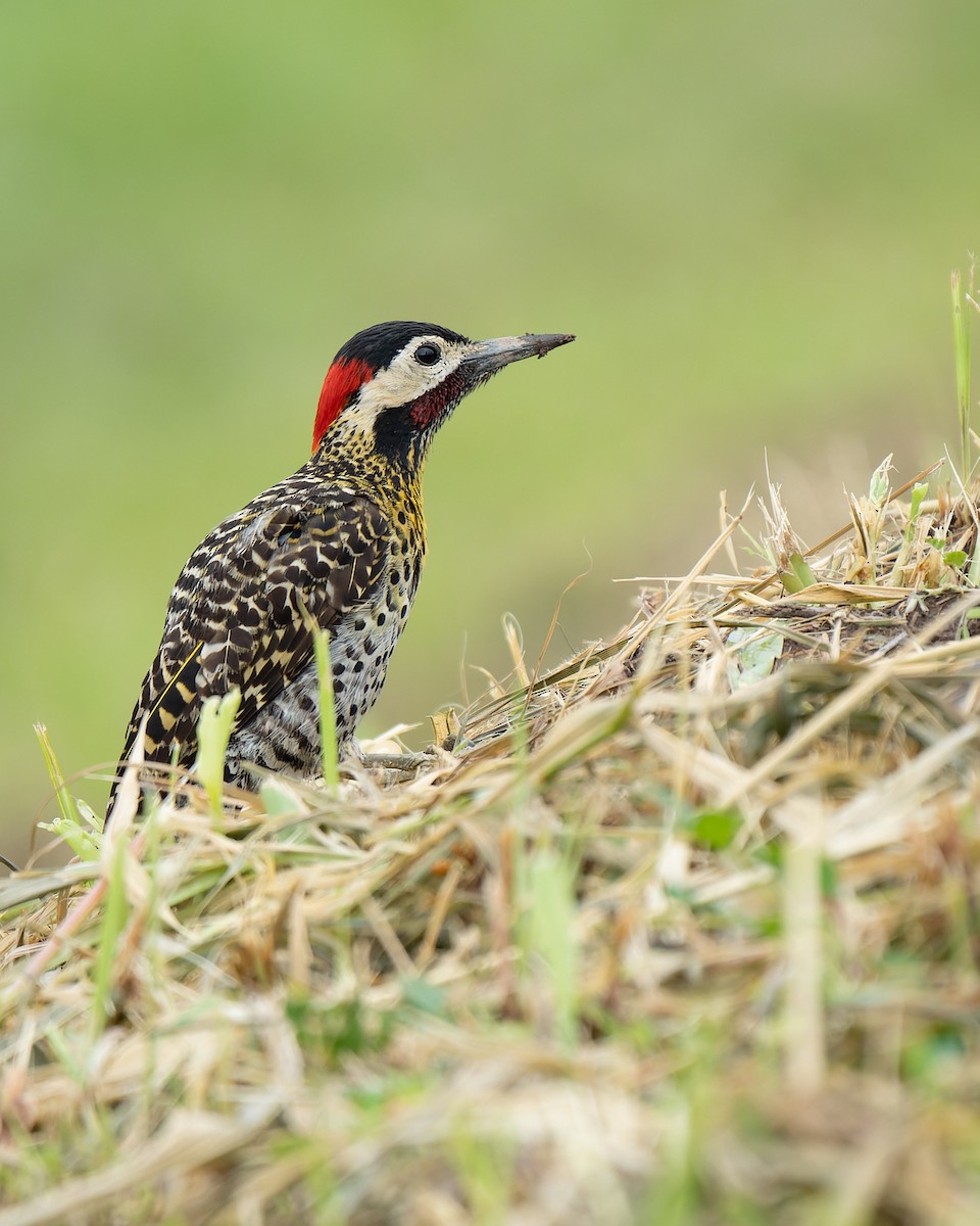 Green-barred Woodpecker - ML616993668