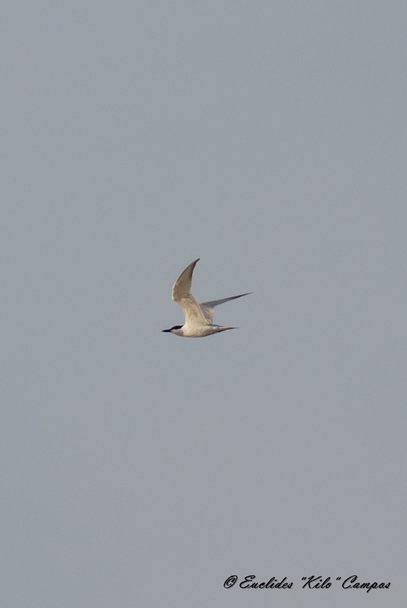 Gull-billed Tern - Euclides "Kilo" Campos