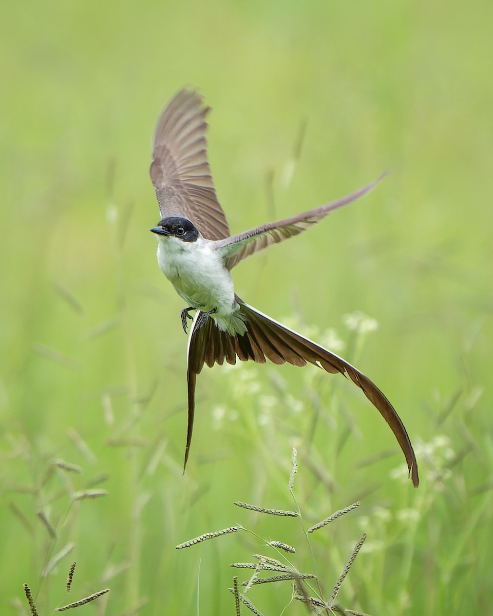 Fork-tailed Flycatcher - Francisco Castro Escobar