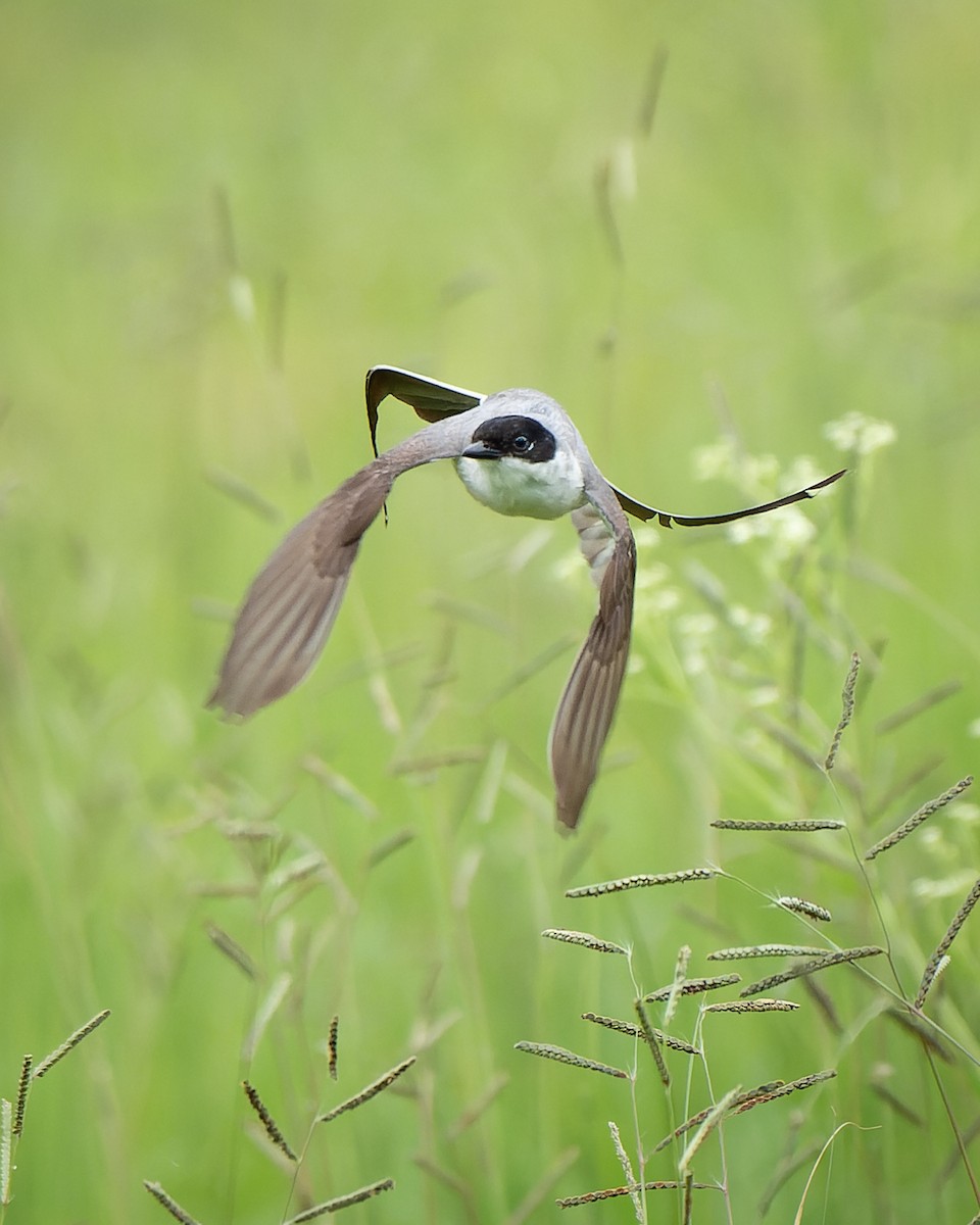 Fork-tailed Flycatcher - Francisco Castro Escobar