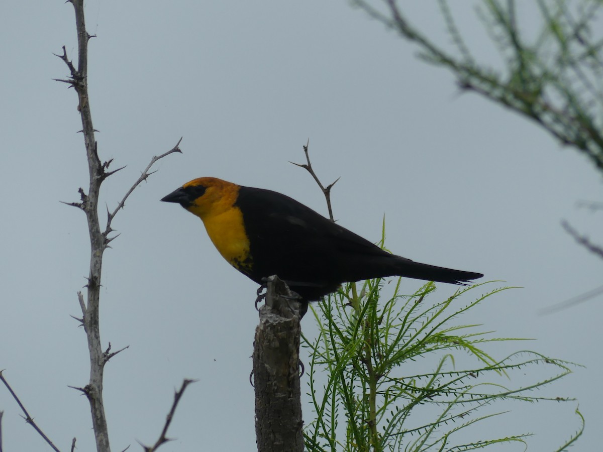 Yellow-headed Blackbird - ML616993698