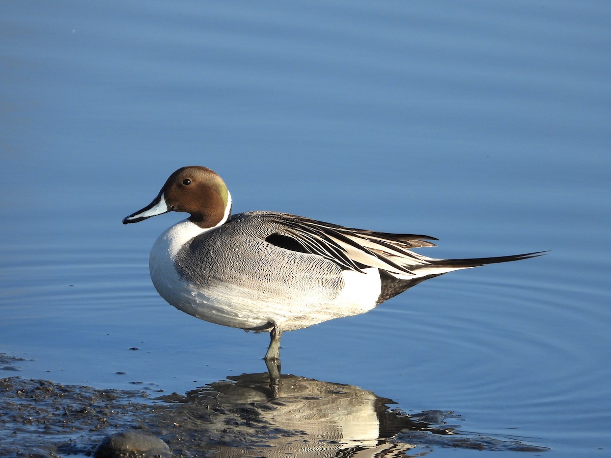 Northern Pintail - Rich Miller