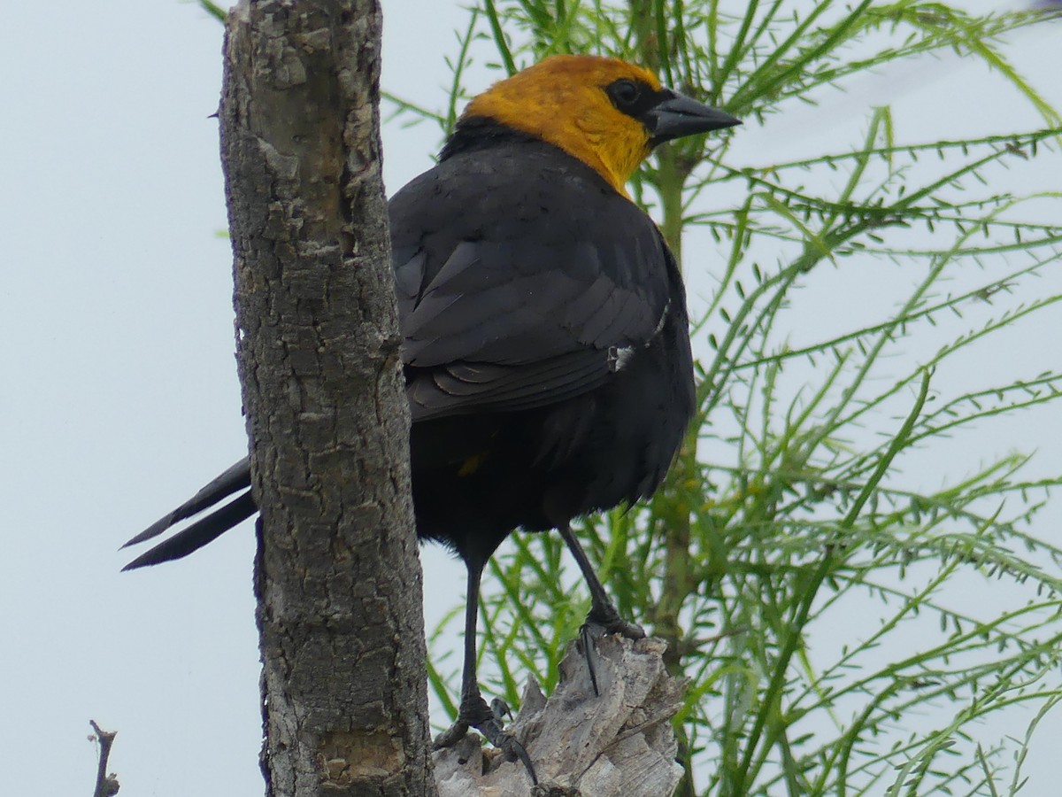 Yellow-headed Blackbird - Rebecca Merrill