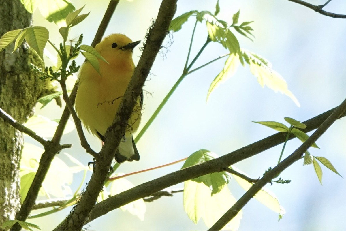 Prothonotary Warbler - ML616993722