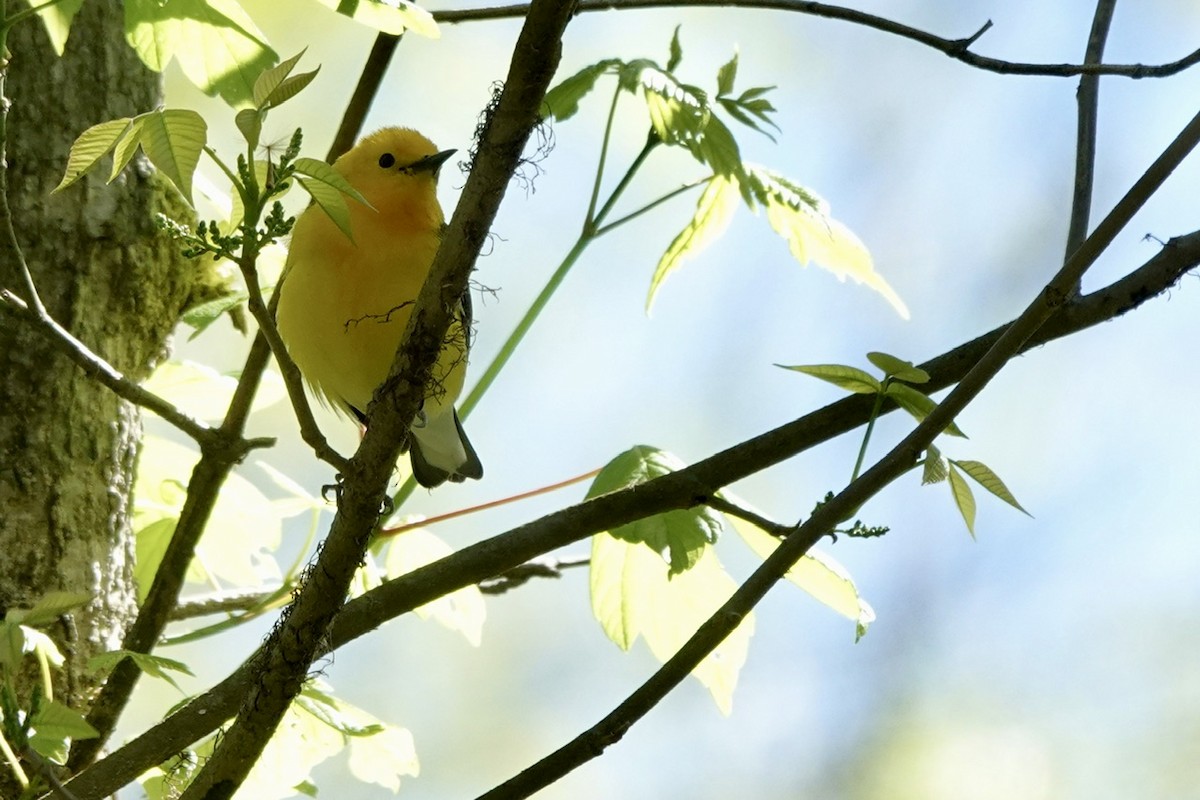 Prothonotary Warbler - ML616993723