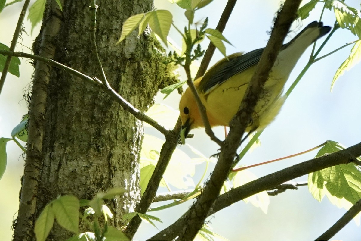 Prothonotary Warbler - ML616993725