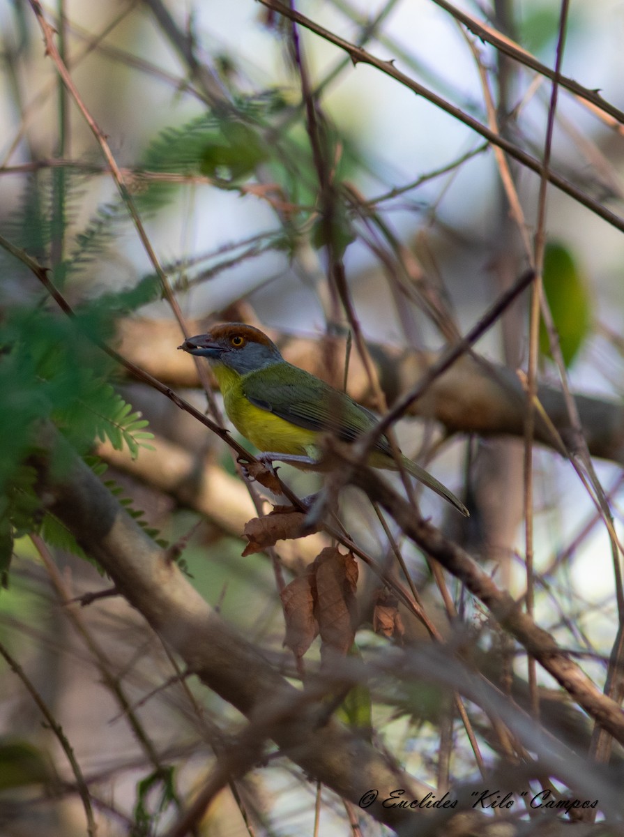 Rufous-browed Peppershrike - Euclides "Kilo" Campos