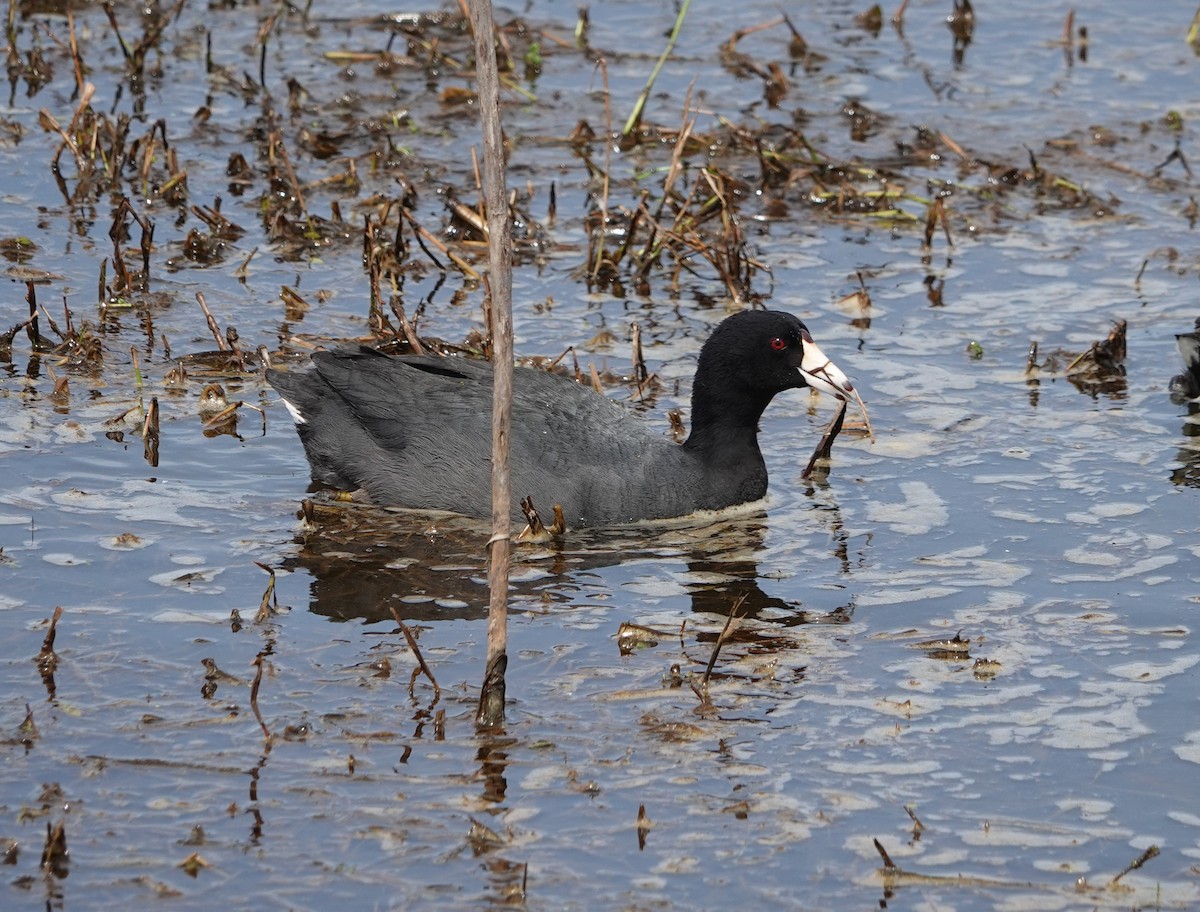 American Coot - ML616993753