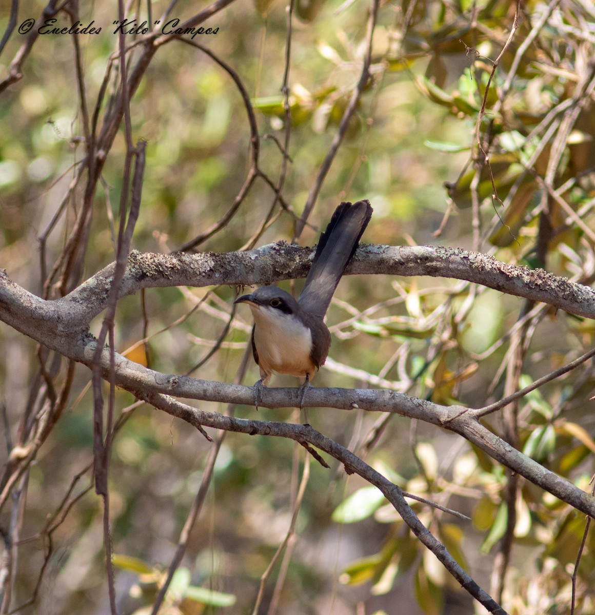 Mangrovekuckuck - ML616993761