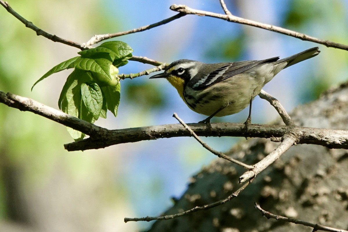 Yellow-throated Warbler - ML616993790