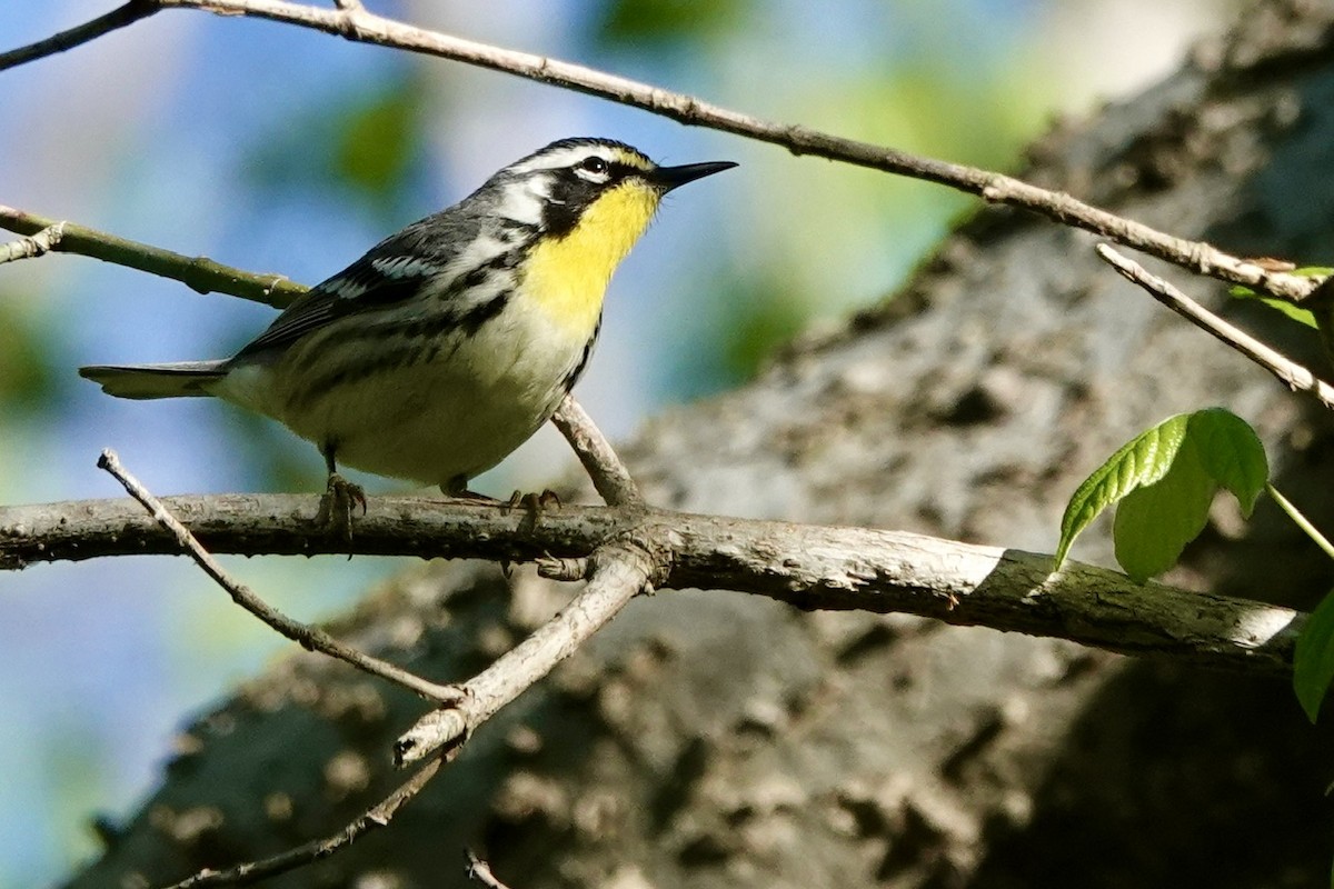 Yellow-throated Warbler - ML616993791