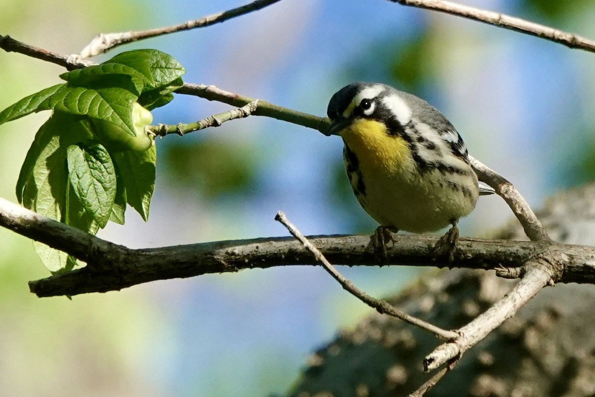 Yellow-throated Warbler - ML616993792