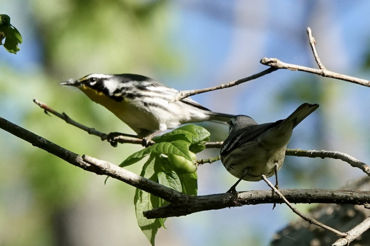 Yellow-throated Warbler - ML616993793