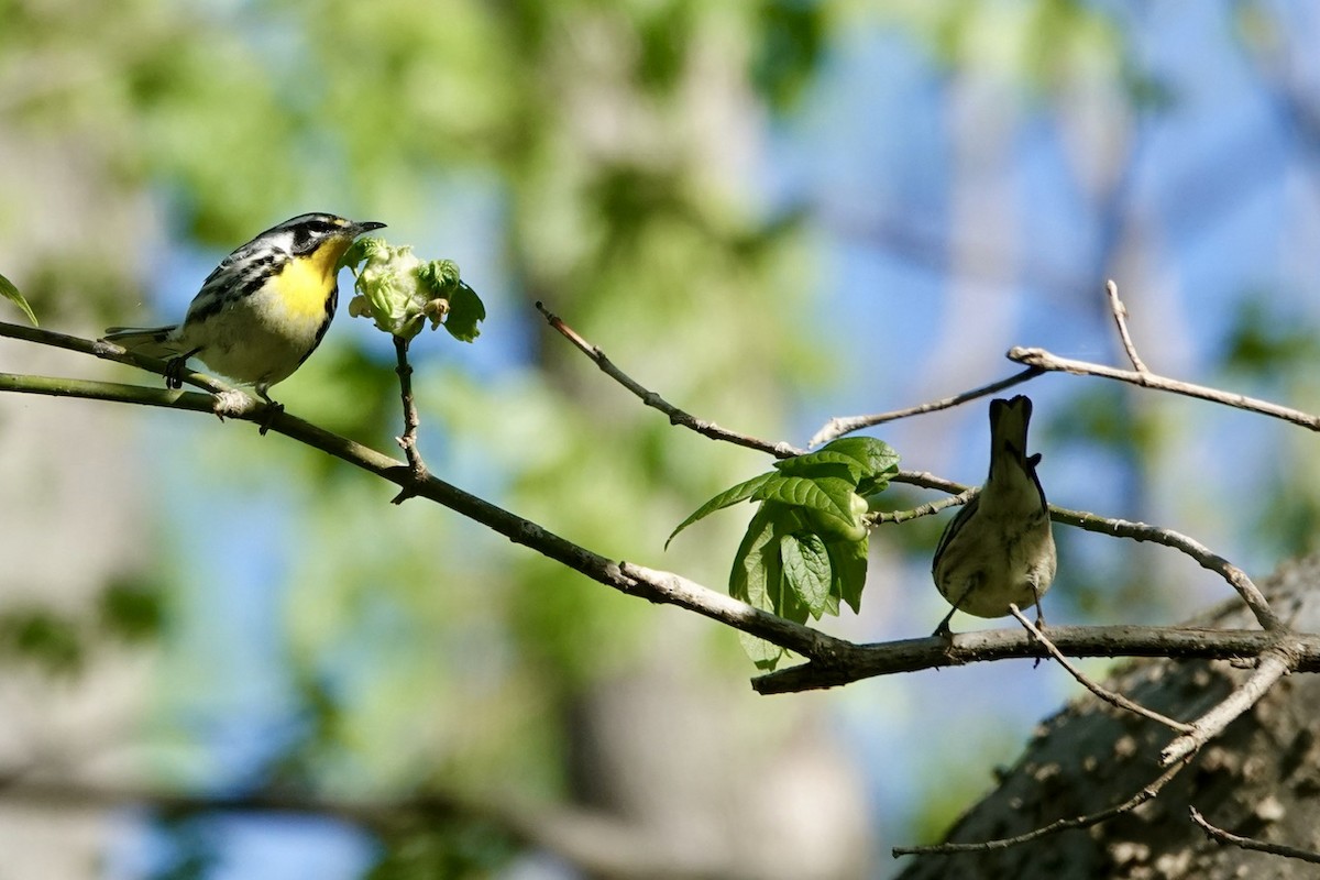 Yellow-throated Warbler - ML616993794
