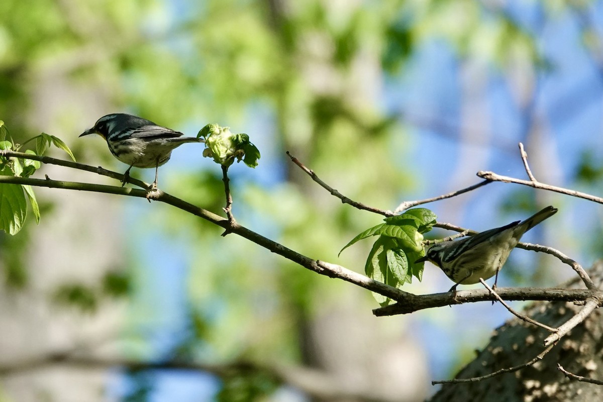 Yellow-throated Warbler - ML616993795