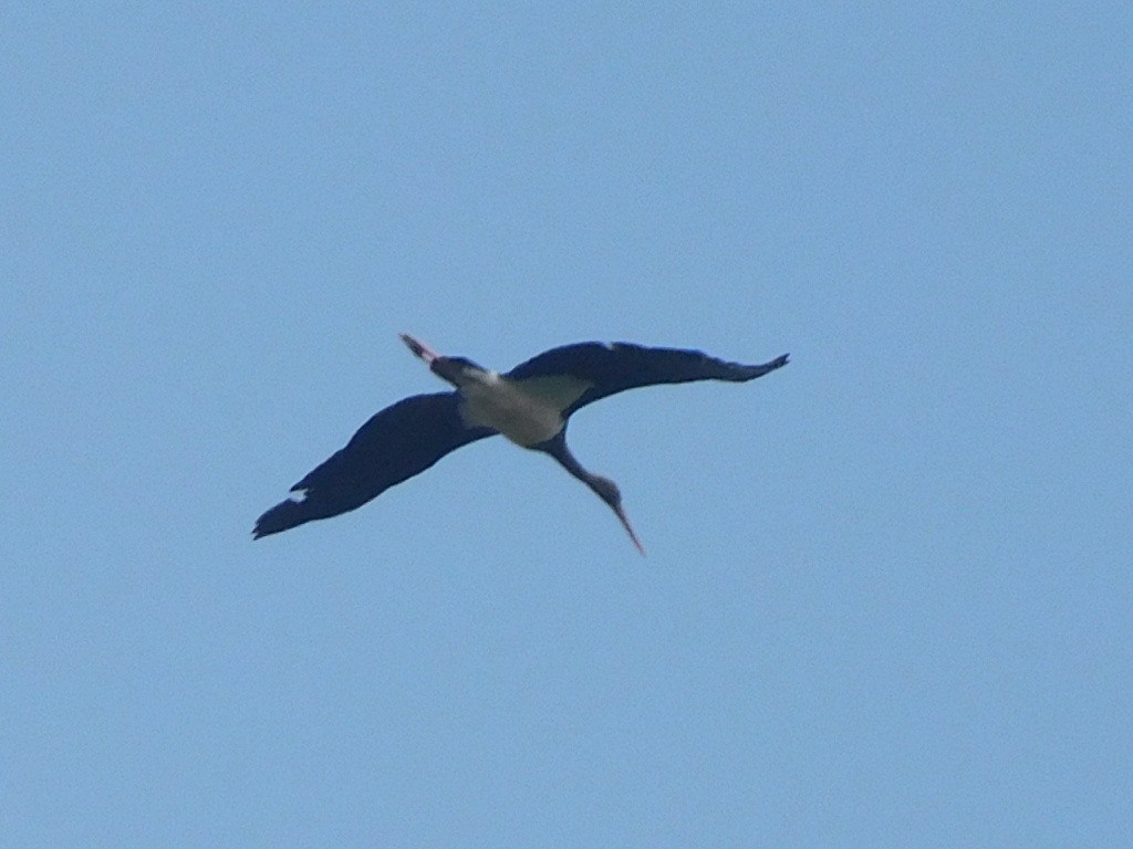 Black Stork - ML616993810
