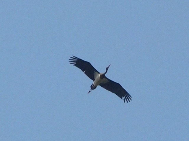 Black Stork - ML616993814