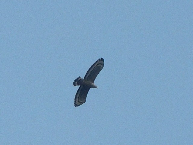 Crested Serpent-Eagle - ML616993817