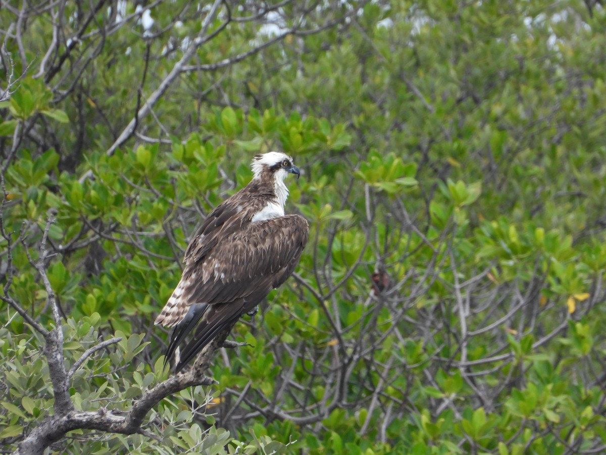 Águila Pescadora - ML616993869