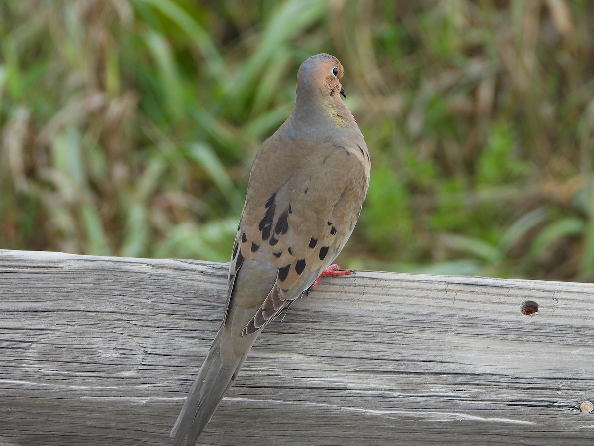 Mourning Dove - ML616993920