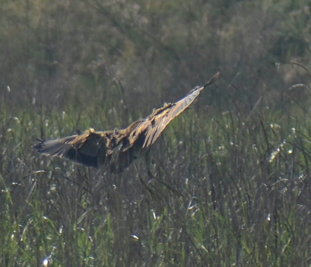 American Bittern - Dale Wolck