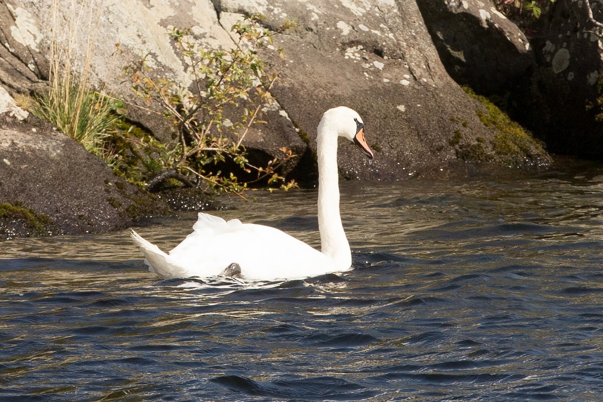 Mute Swan - ML616993997