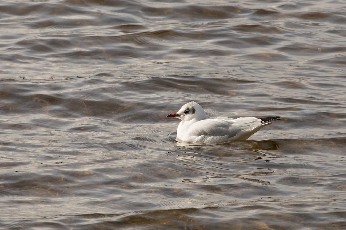 Black-headed Gull - Johanne Cousineau