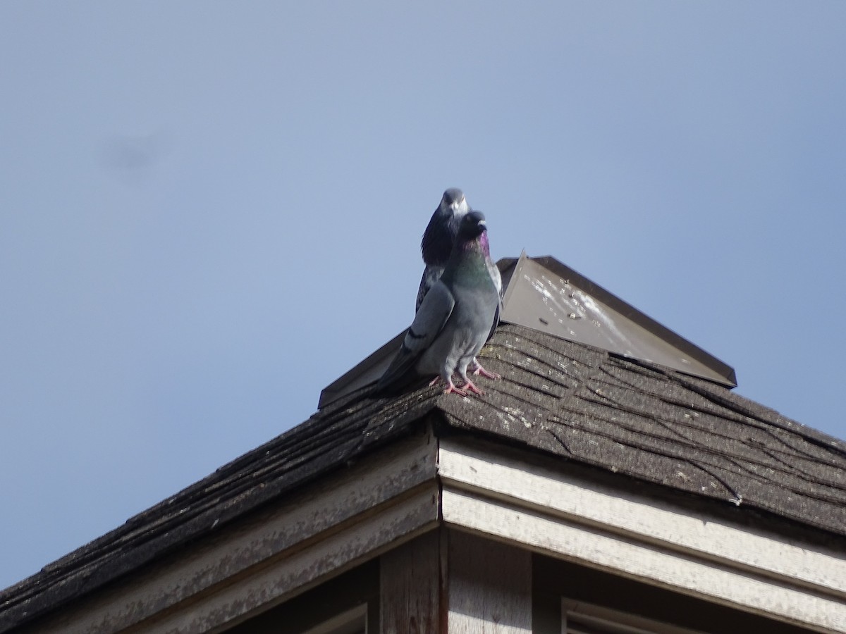 Rock Pigeon (Feral Pigeon) - ML616994076