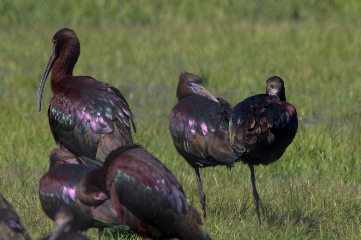 Glossy Ibis - ML616994080