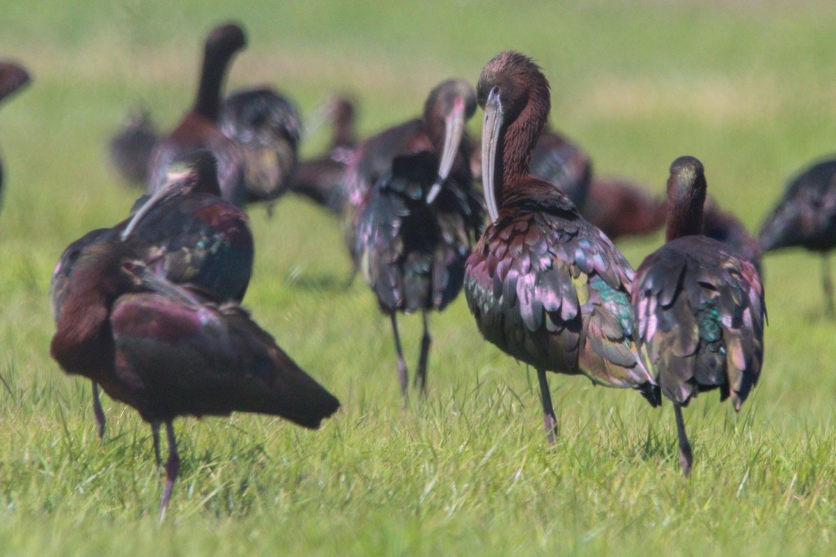 Glossy Ibis - ML616994081