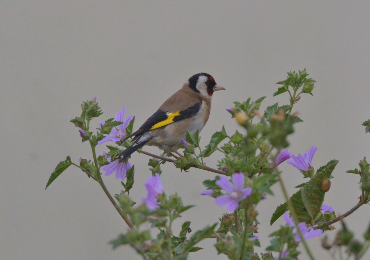 European Goldfinch - ML616994084