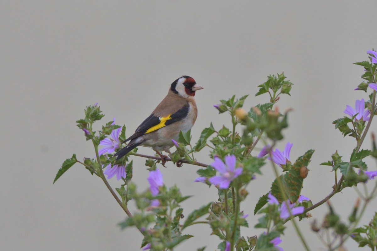 European Goldfinch - ML616994085