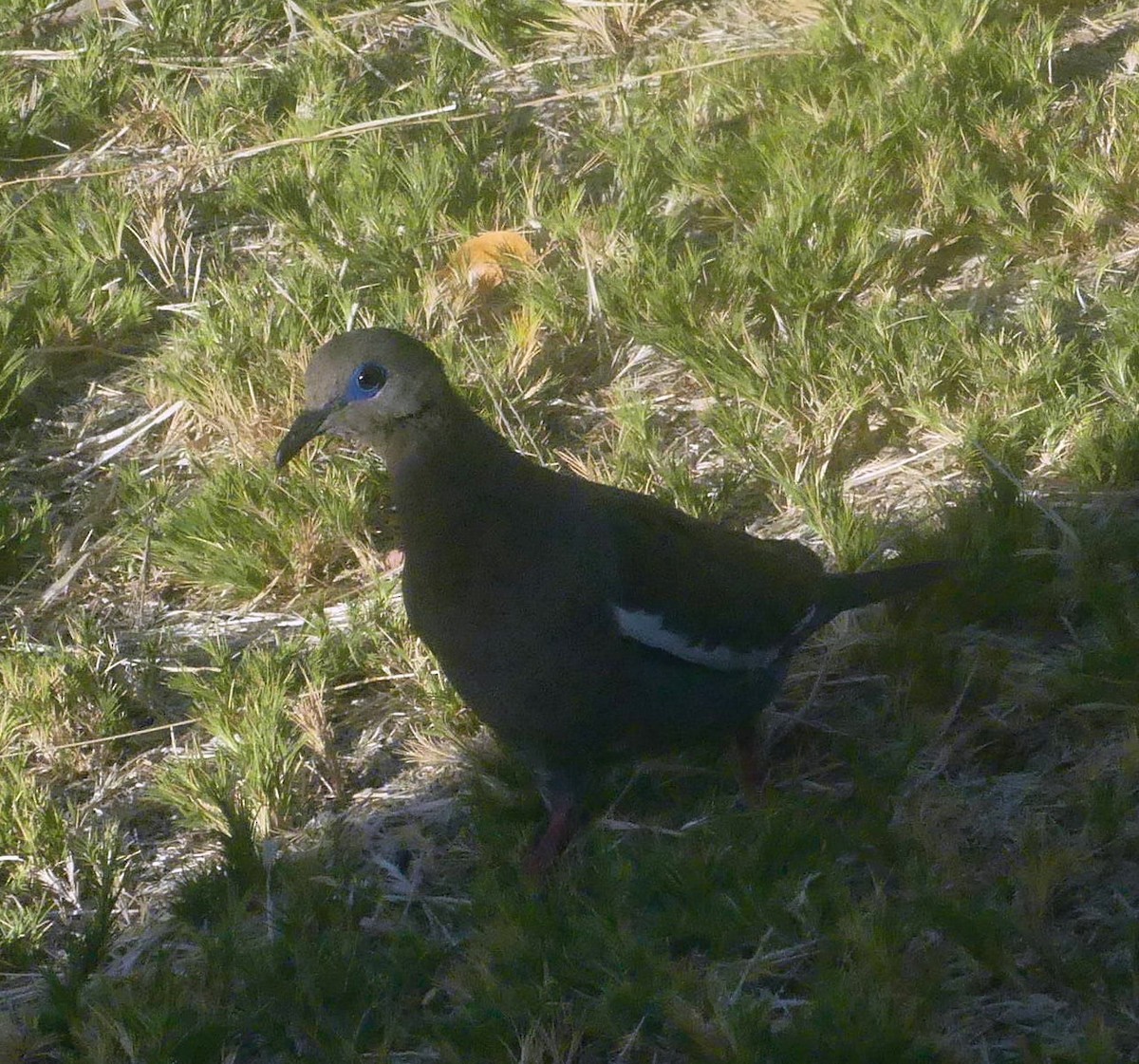 West Peruvian Dove - amy pickering
