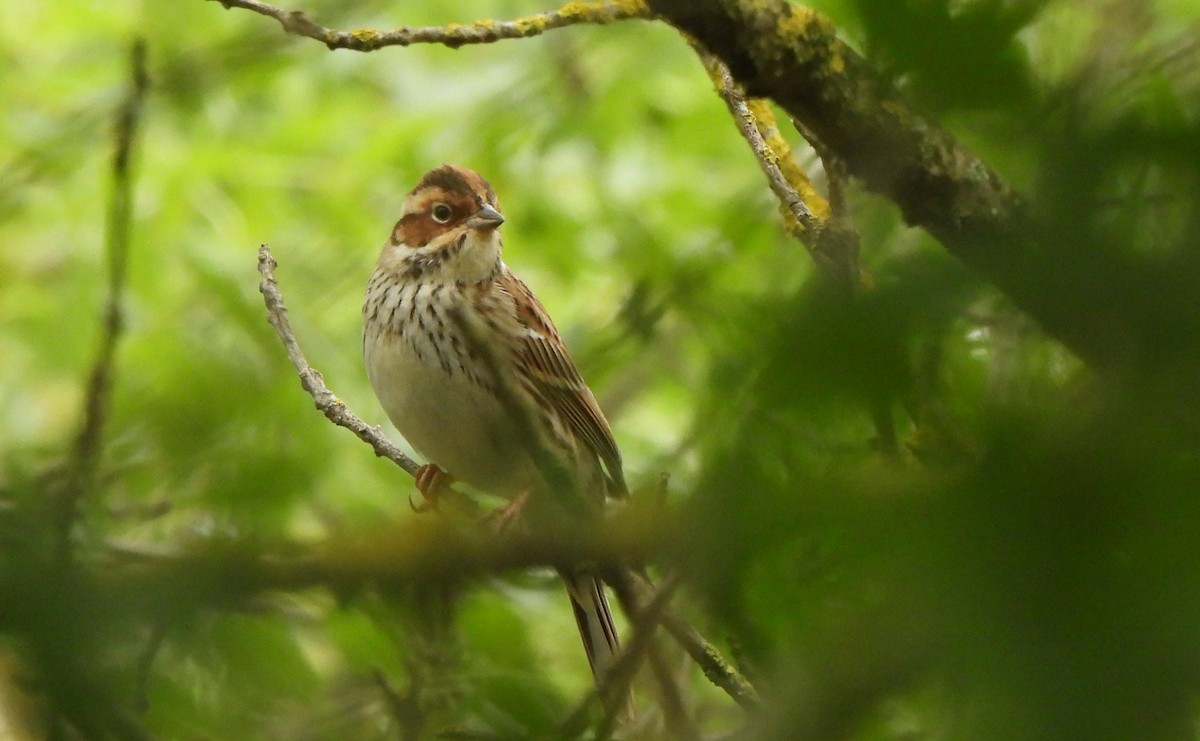 strnad malinký - ML616994131