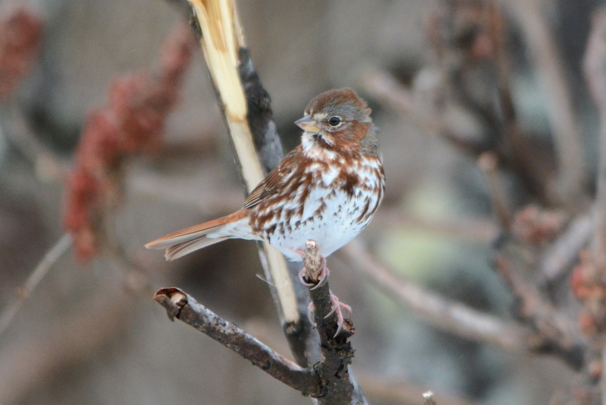 Fox Sparrow - ML616994141