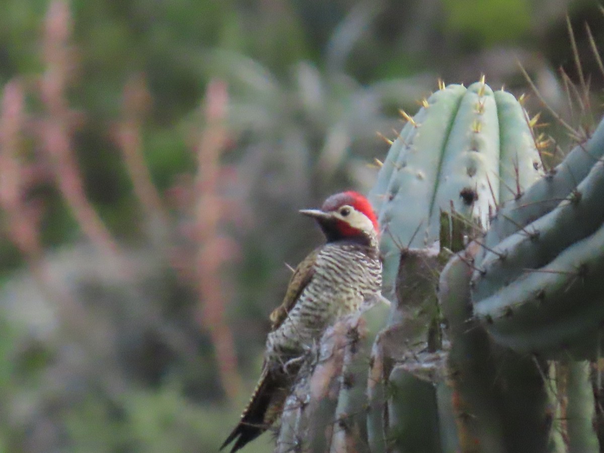 Black-necked Woodpecker - ML616994219