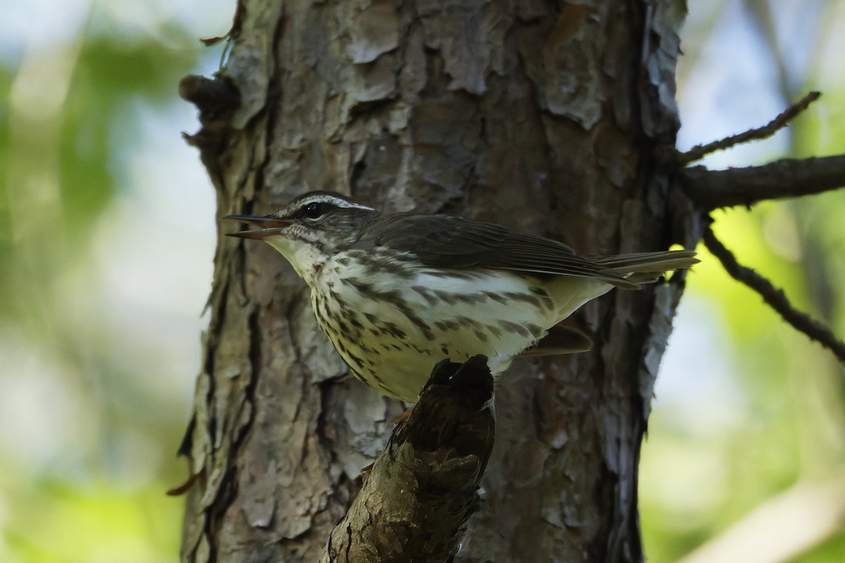 Louisiana Waterthrush - ML616994224