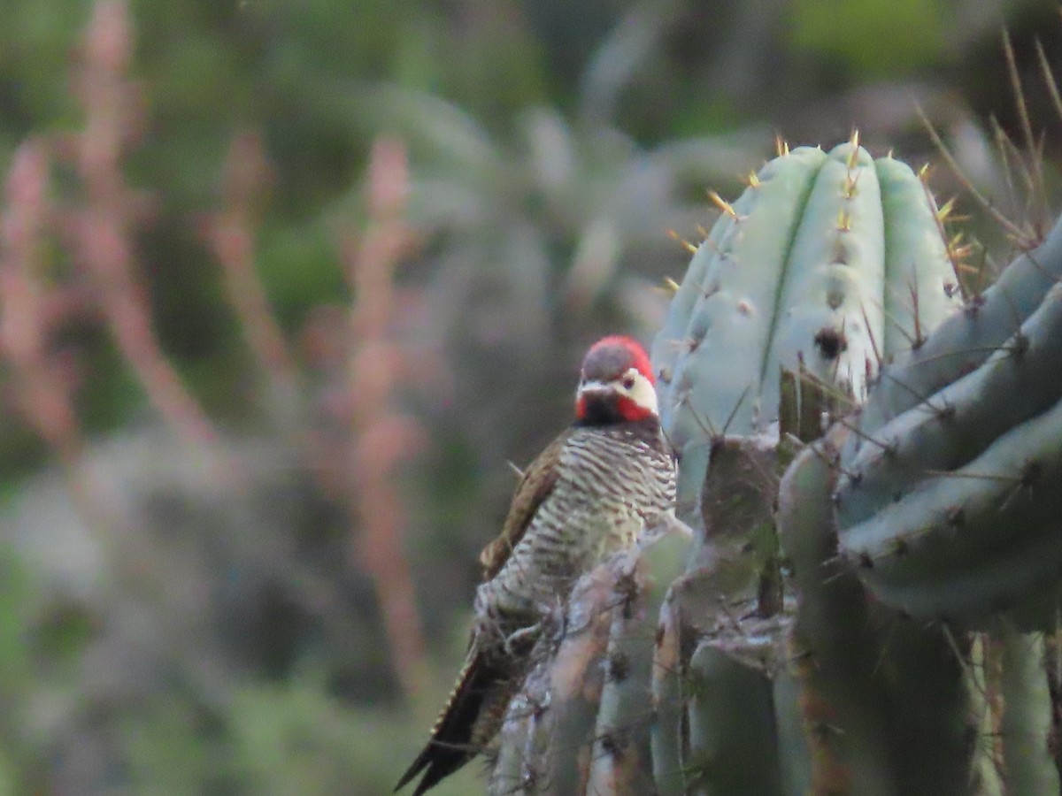 Black-necked Woodpecker - ML616994225