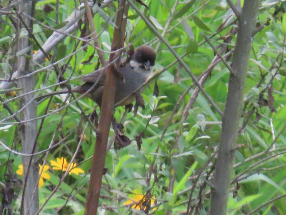 Rusty-bellied Brushfinch - ML616994281