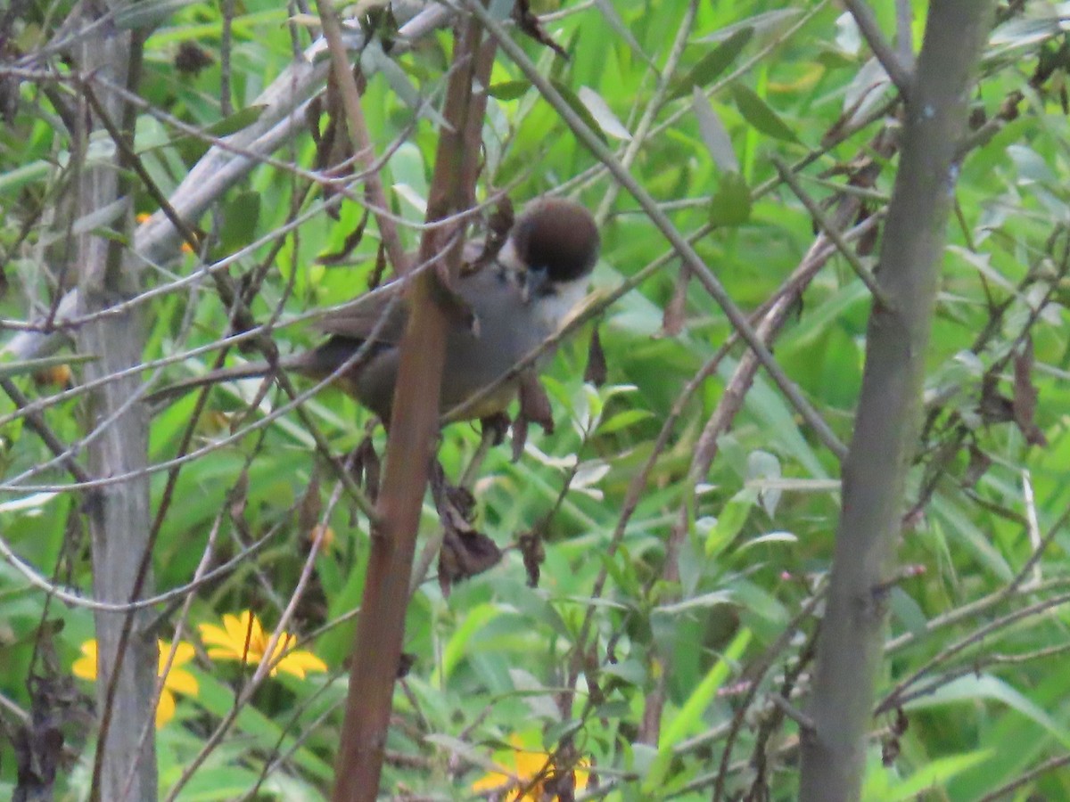 Rusty-bellied Brushfinch - ML616994288