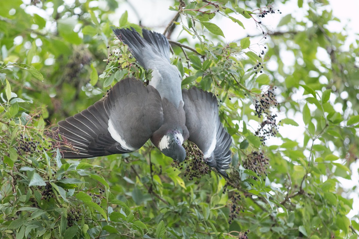 Common Wood-Pigeon - Johanne Cousineau
