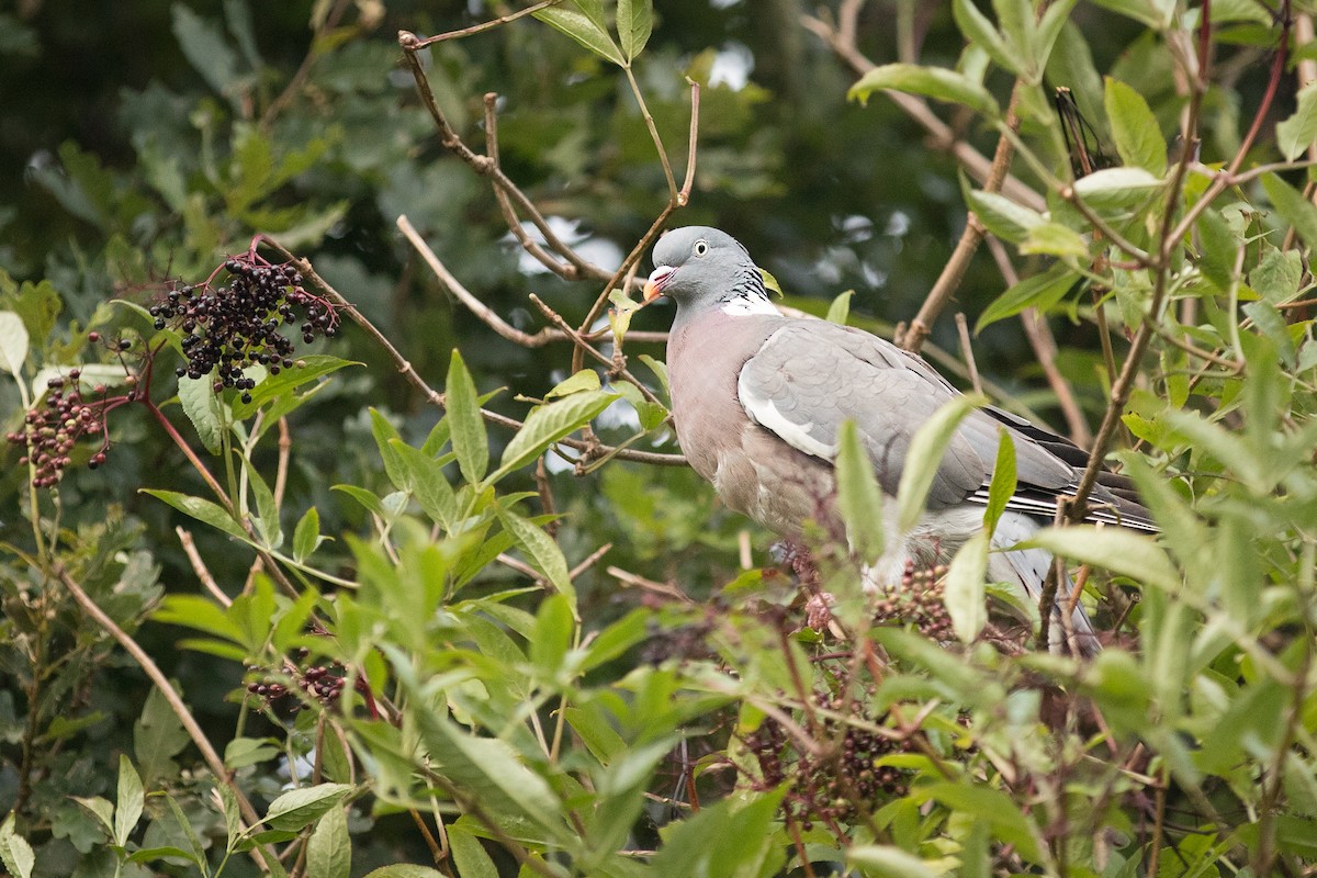 Common Wood-Pigeon - ML616994298