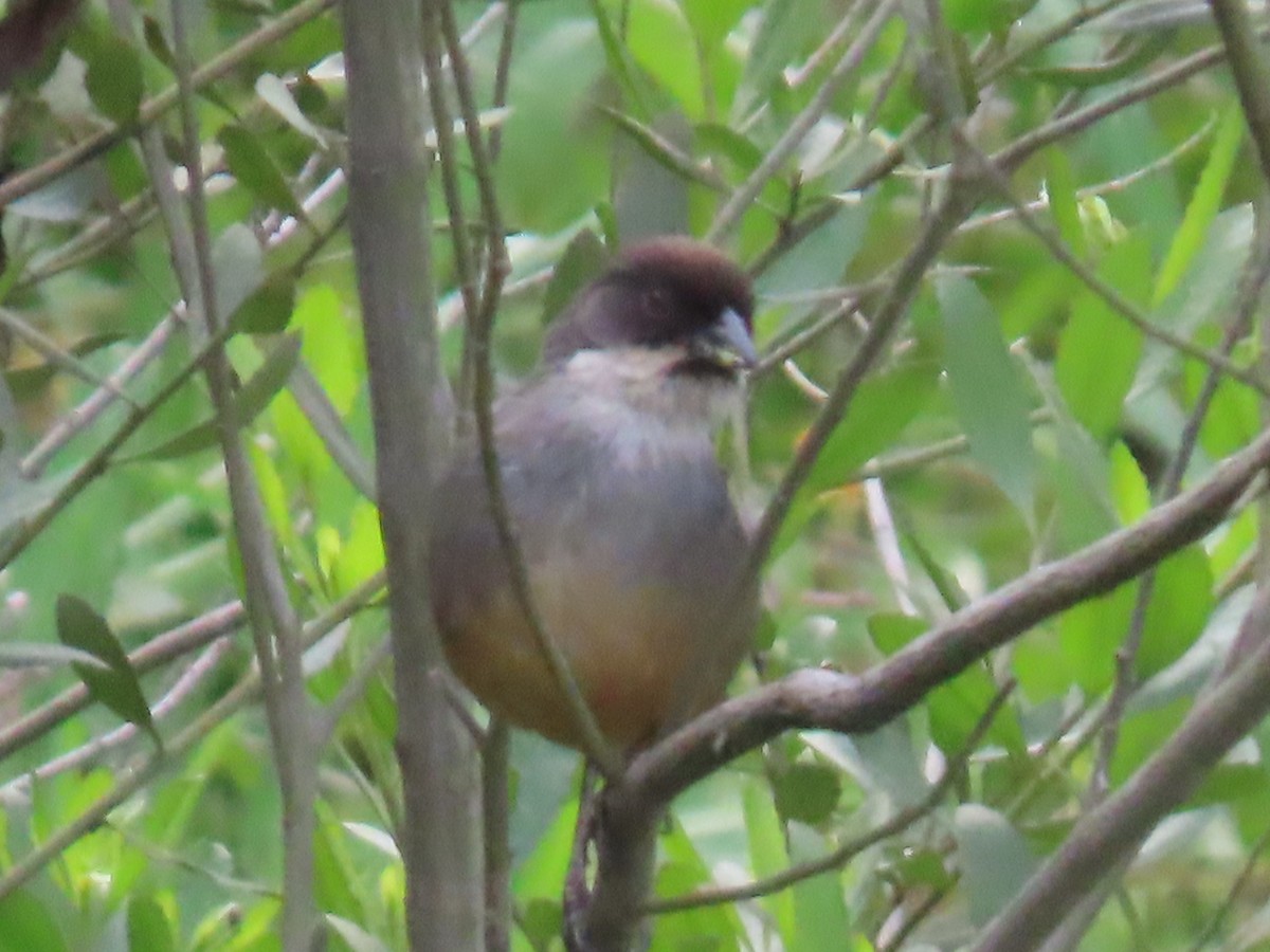 Rusty-bellied Brushfinch - ML616994306