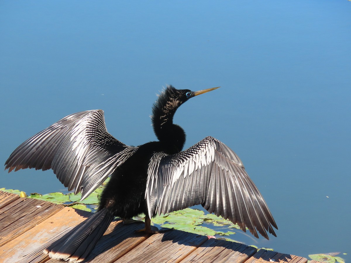 Anhinga - Anonymous