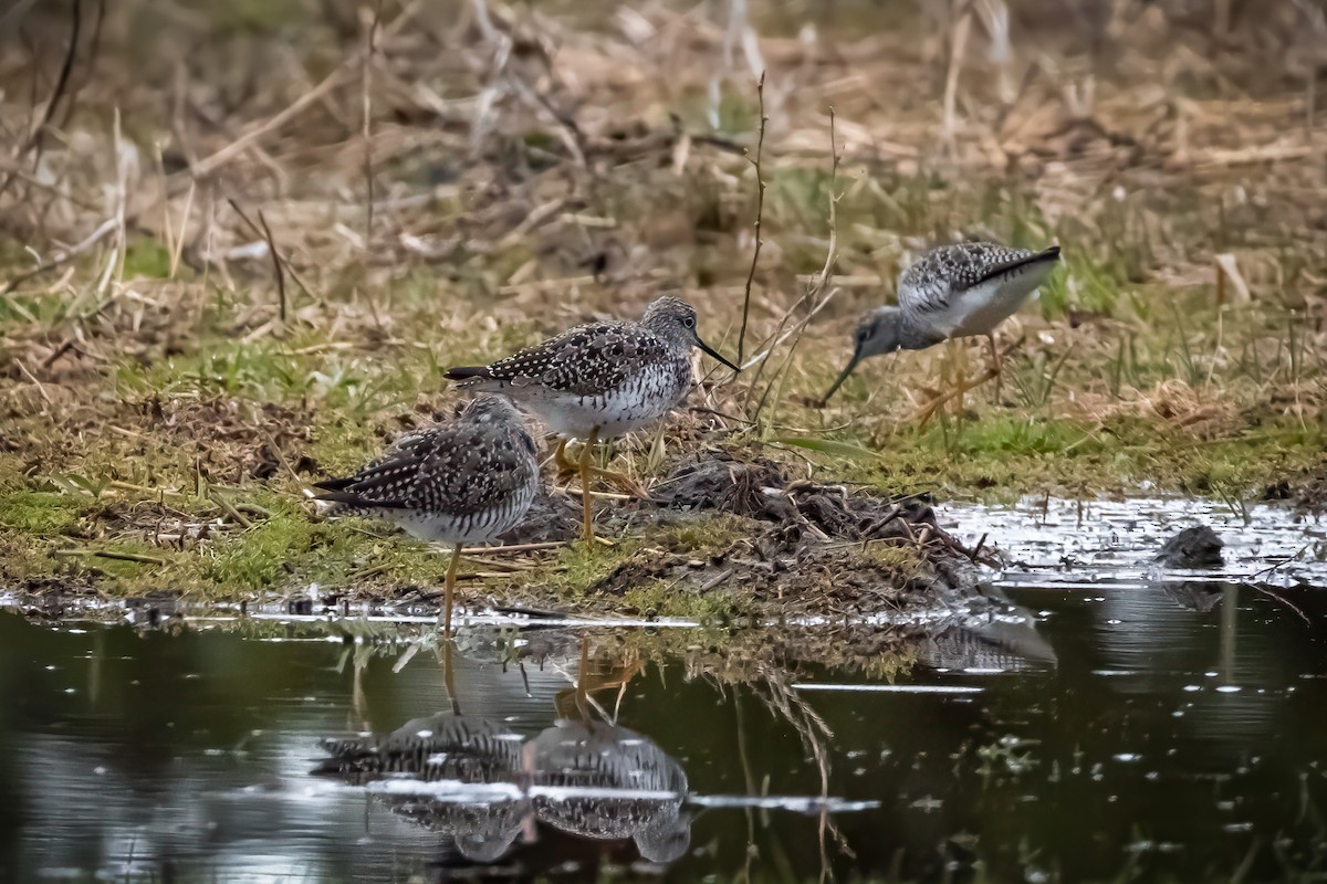 Greater Yellowlegs - ML616994356