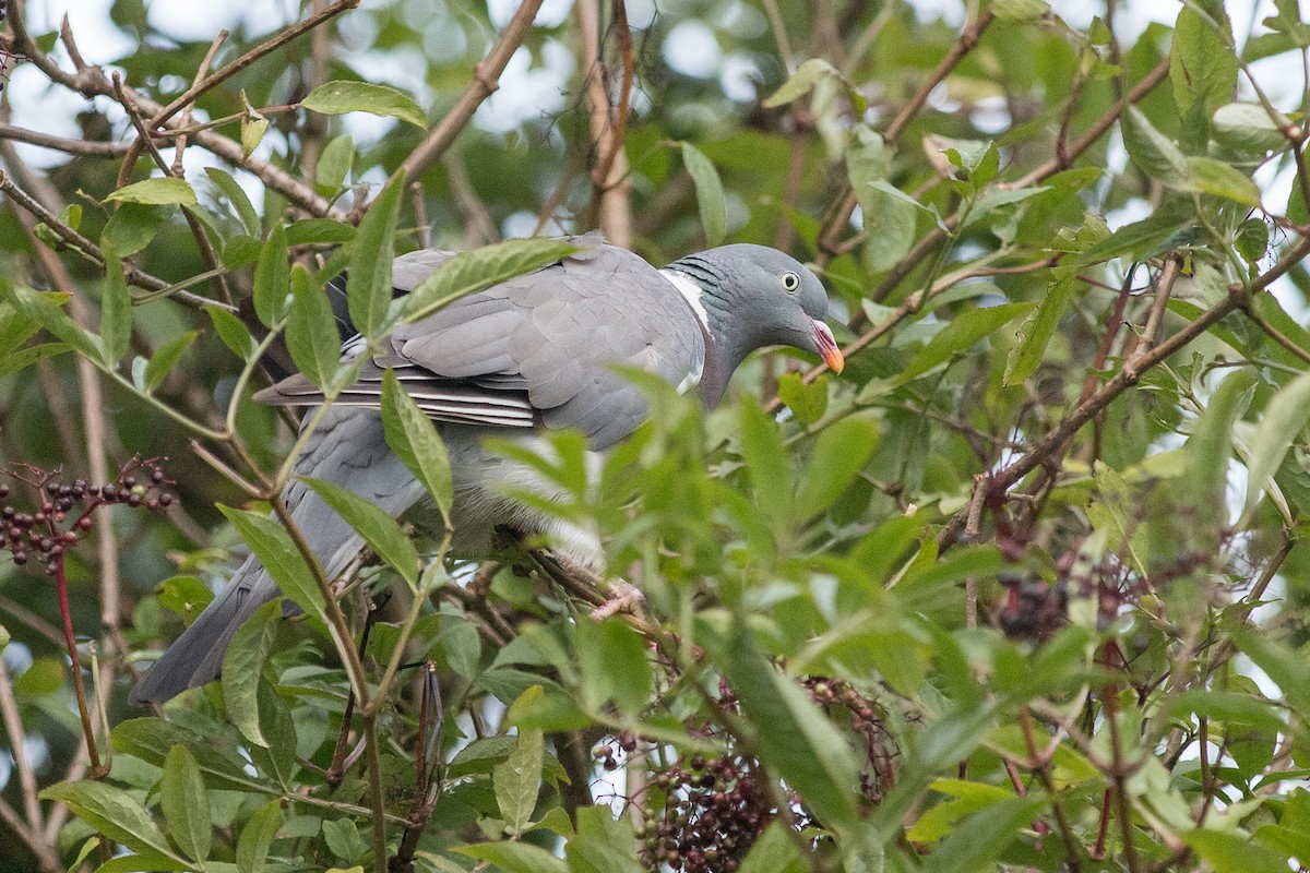 Common Wood-Pigeon - ML616994358