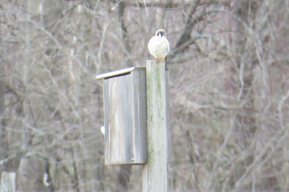 American Kestrel - ML616994367