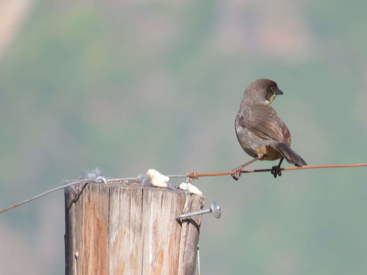 Rusty-bellied Brushfinch - ML616994373